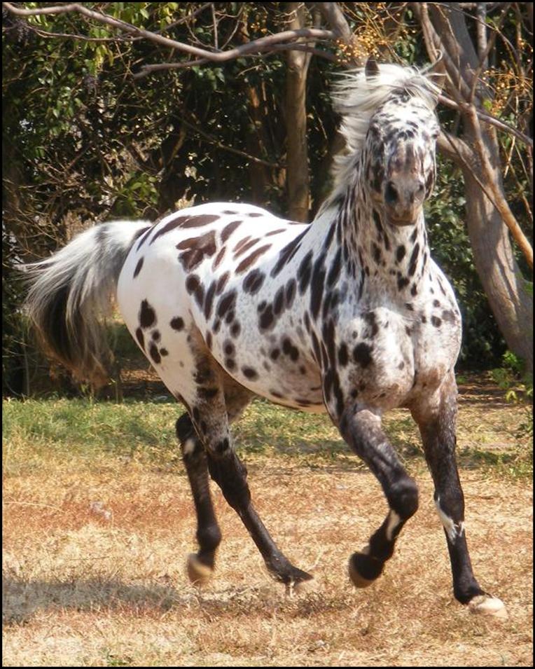 Maluti Toby`s Many Moons - Appaloosa Stallion At Stud